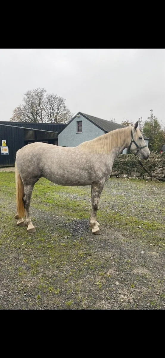 3yr old Irish Draught filly - Image 2