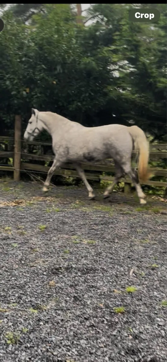 3yr old Irish Draught filly - Image 3