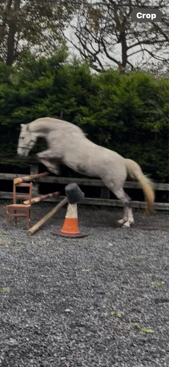 3yr old Irish Draught filly - Image 4