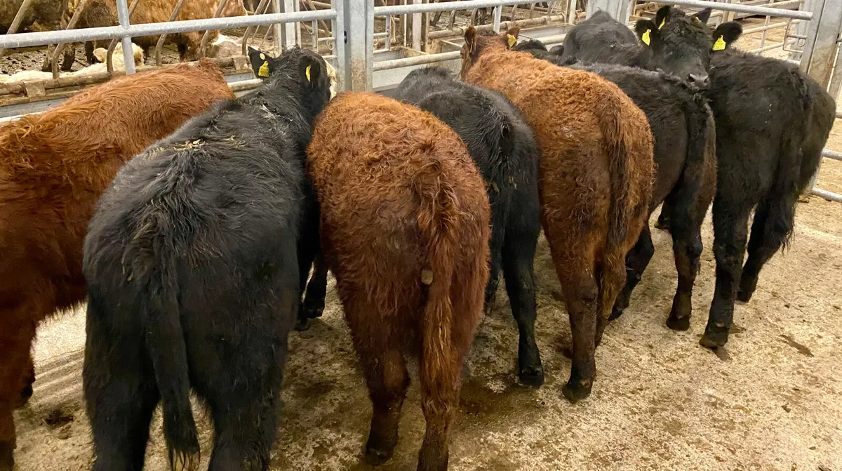 Suckler Angus Heifers Leinster Livestock - Image 3