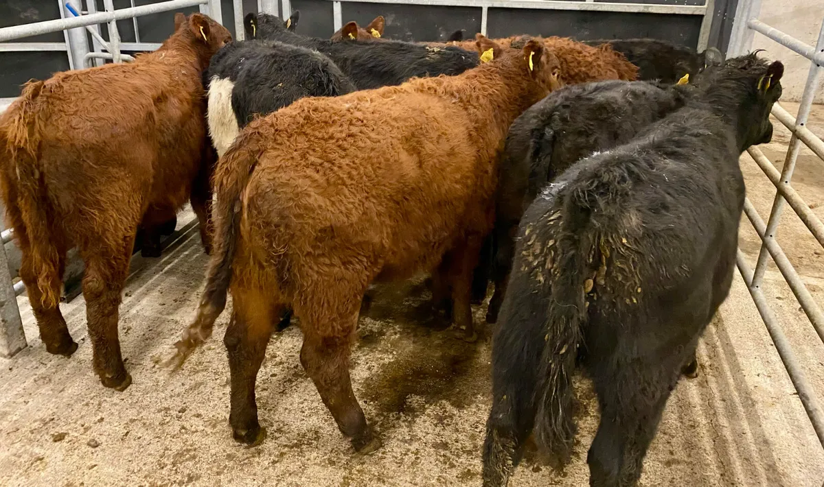 Suckler Angus Heifers Leinster Livestock - Image 1