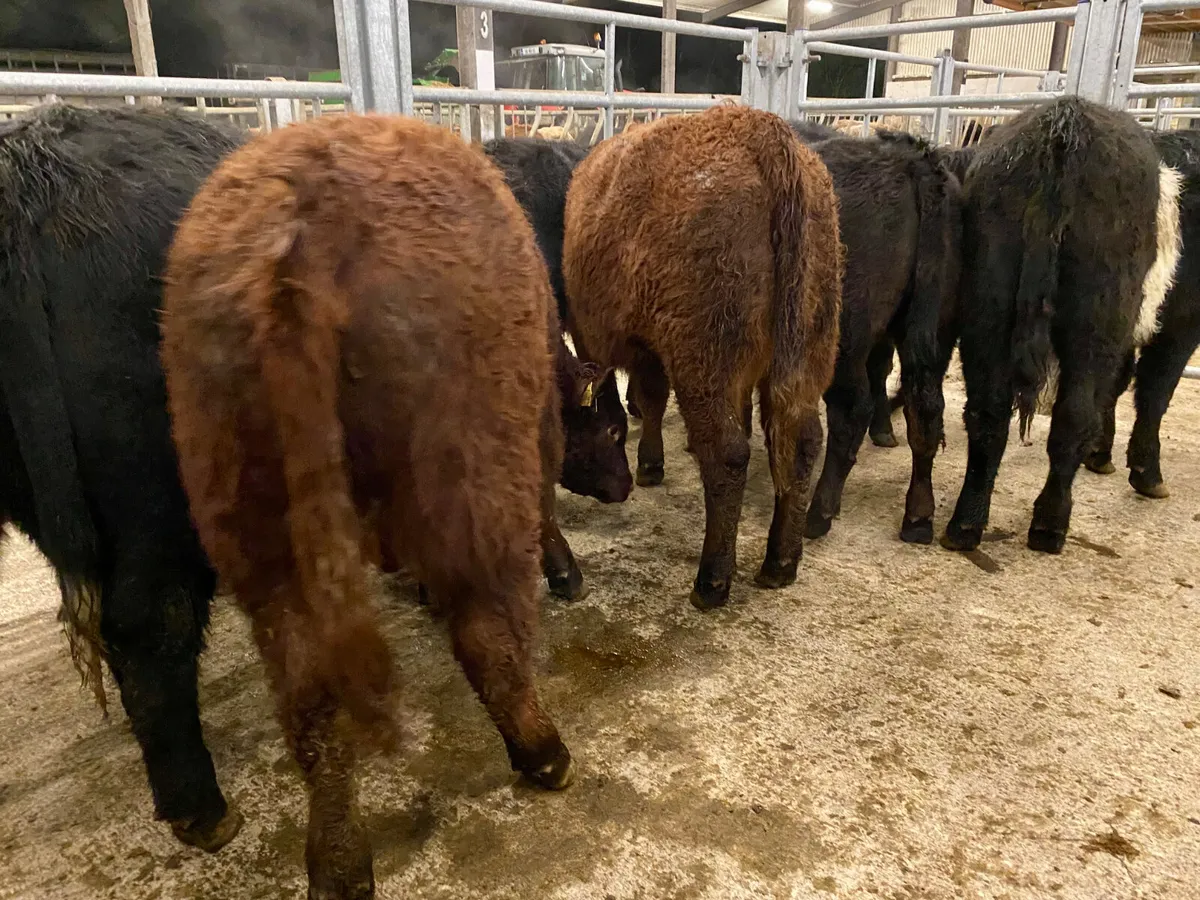 Suckler Angus Heifers Leinster Livestock - Image 4