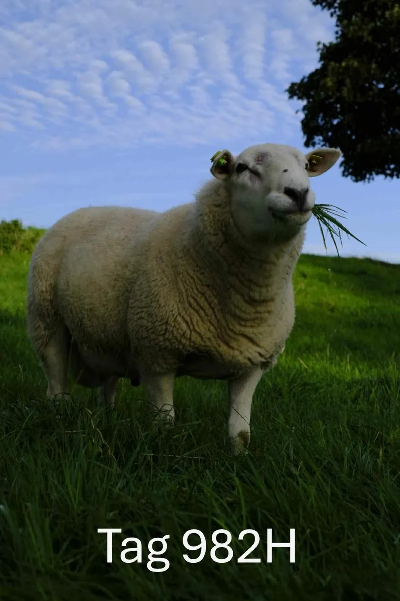 Pedigree Belclare Rams - Image 1