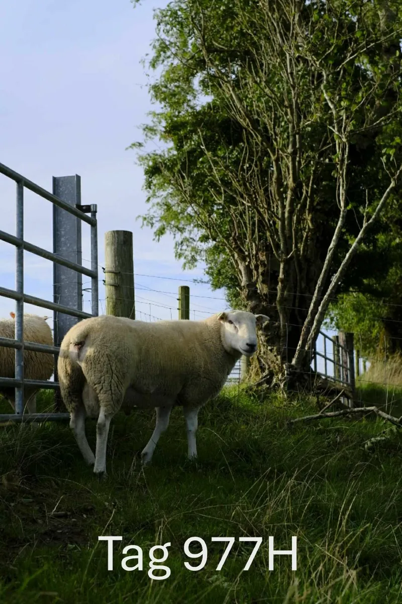 Pedigree Belclare Rams - Image 2