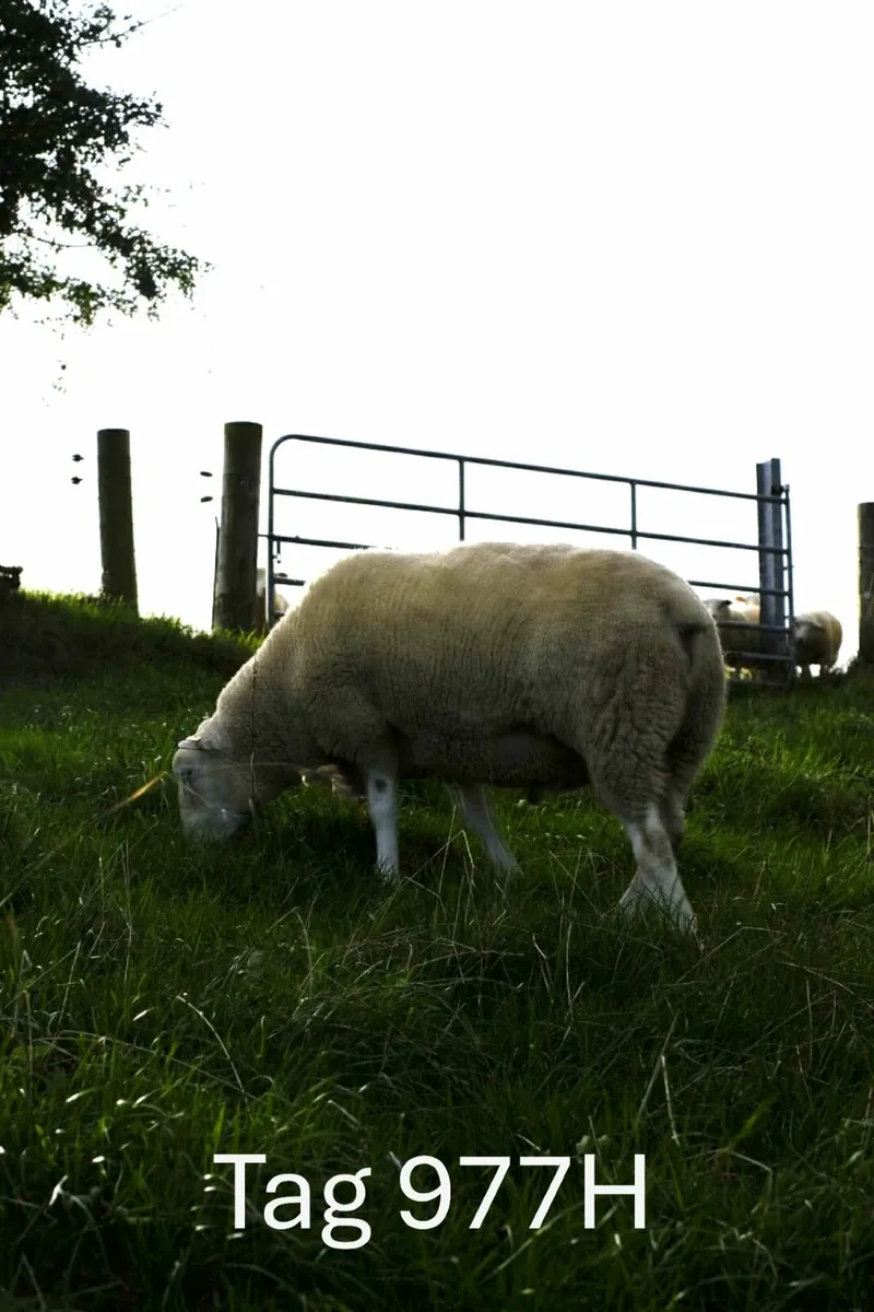 Pedigree Belclare Rams - Image 3