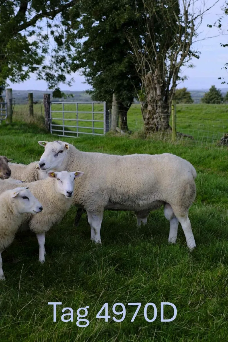 Pedigree Belclare Rams - Image 4