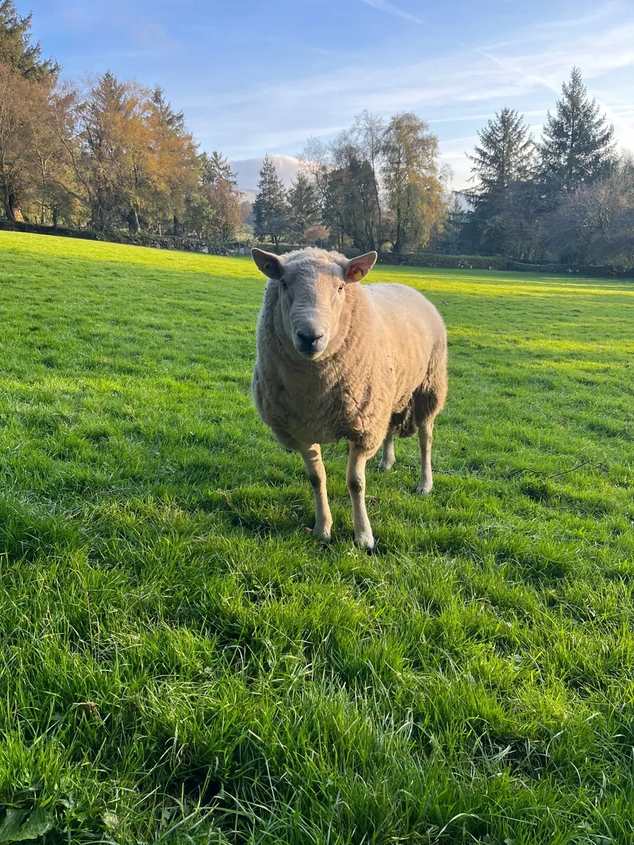 Ram - Image 1