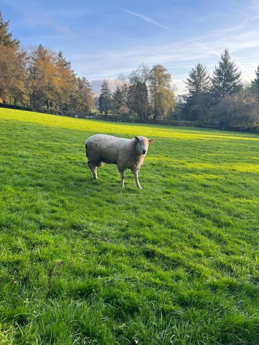 Ram - Image 2
