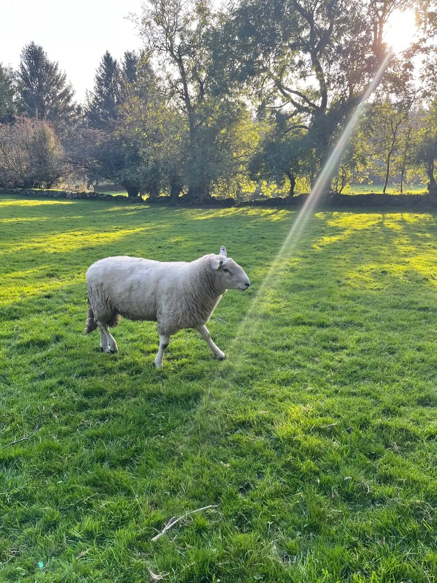 Ram - Image 3