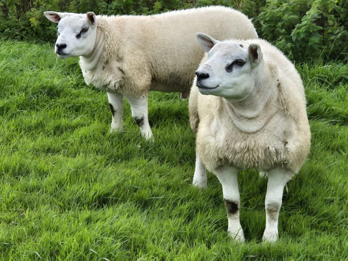 Texel ram lambs - Image 1