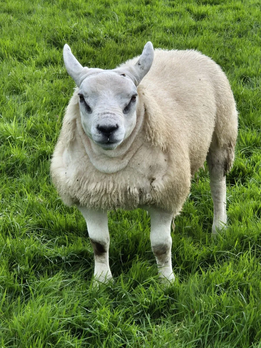 Texel ram lambs - Image 2