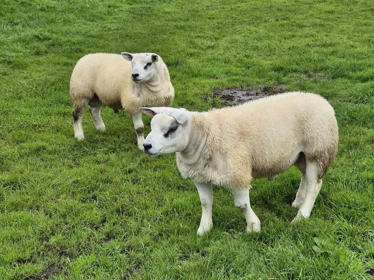 Texel ram lambs - Image 3