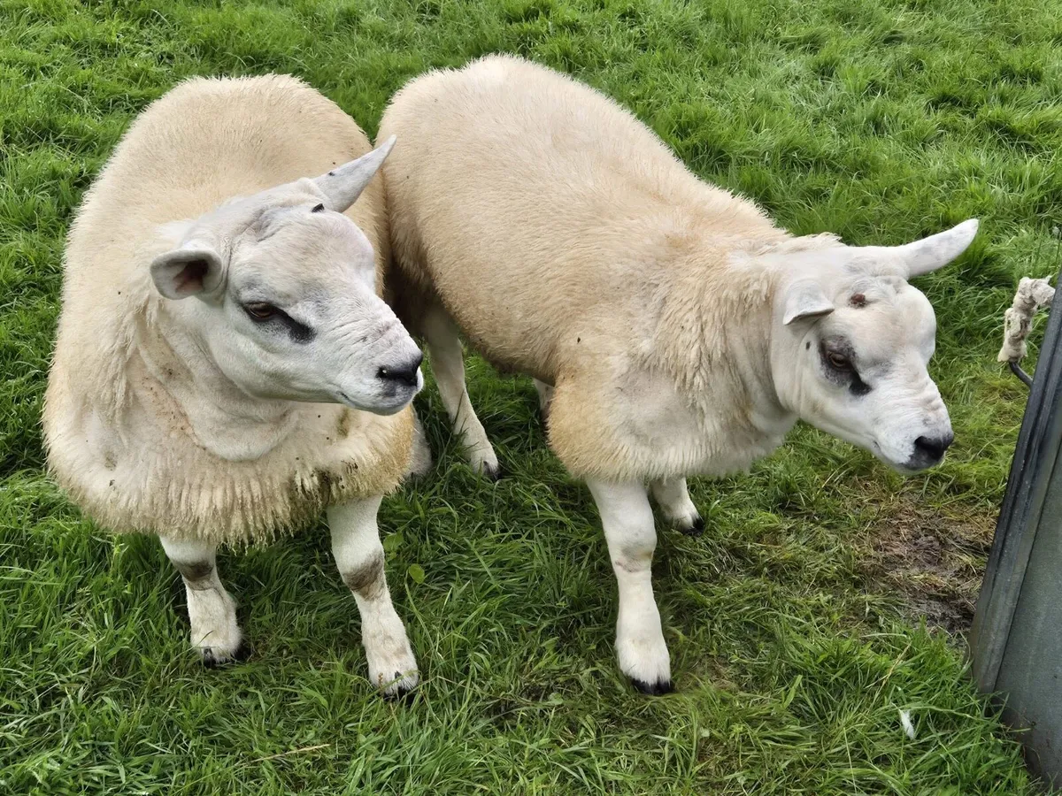 Texel ram lambs - Image 4