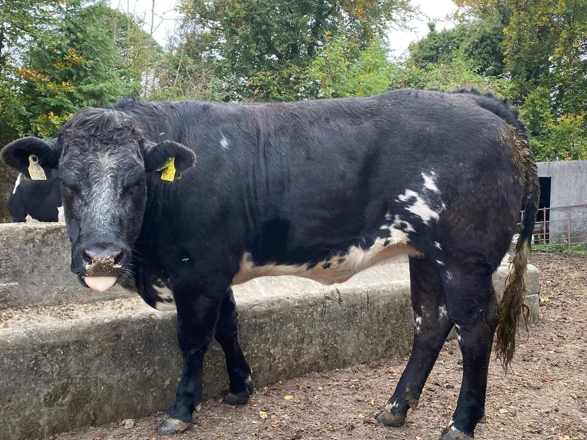 ***SHOW HEIFER****BBX (24 MONTHS) - Image 1