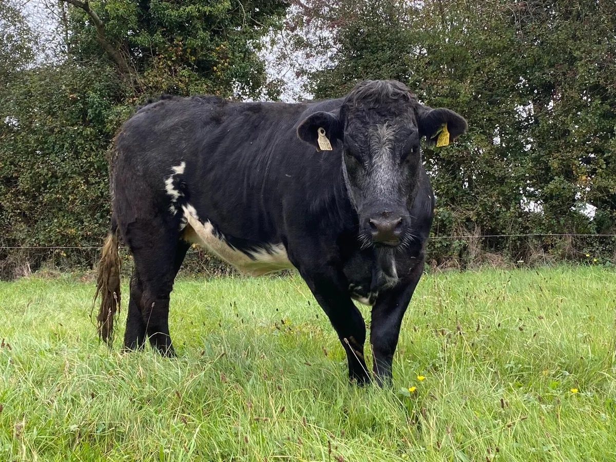 ***SHOW HEIFER****BBX (24 MONTHS) - Image 2