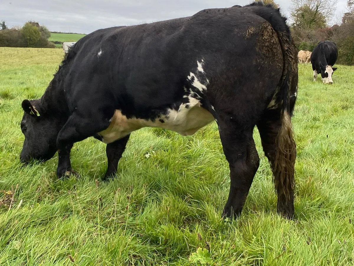 ***SHOW HEIFER****BBX (24 MONTHS) - Image 4