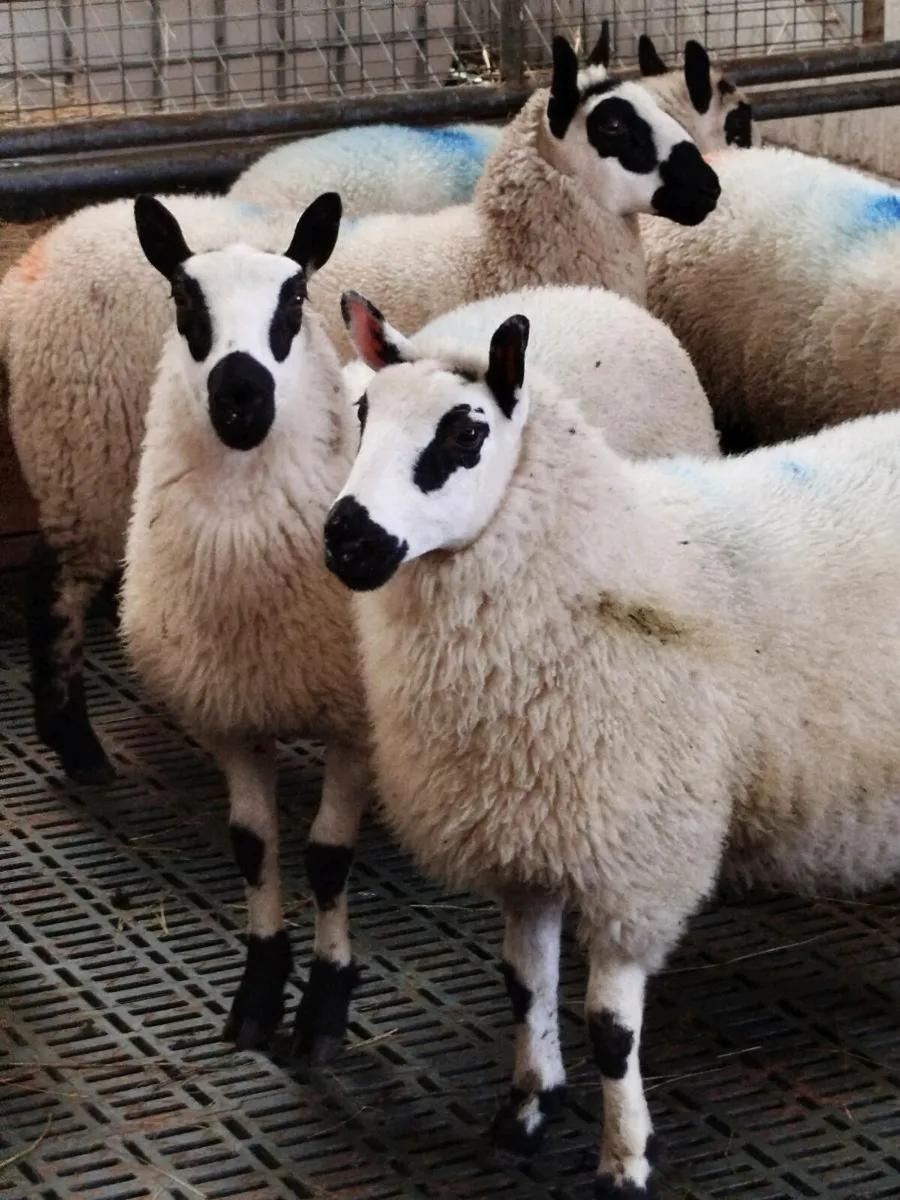 Kerry Hill ewe lambs - Image 1