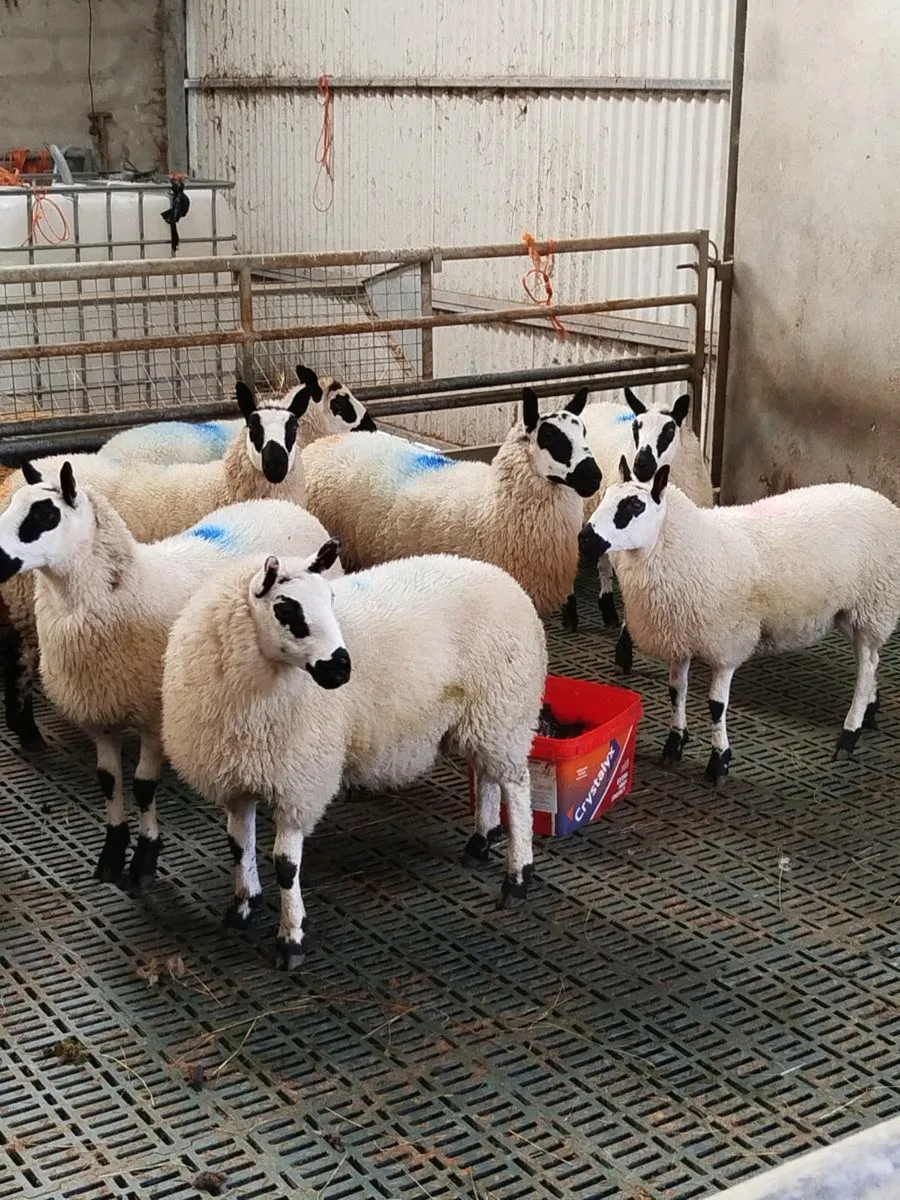 Kerry Hill ewe lambs - Image 2