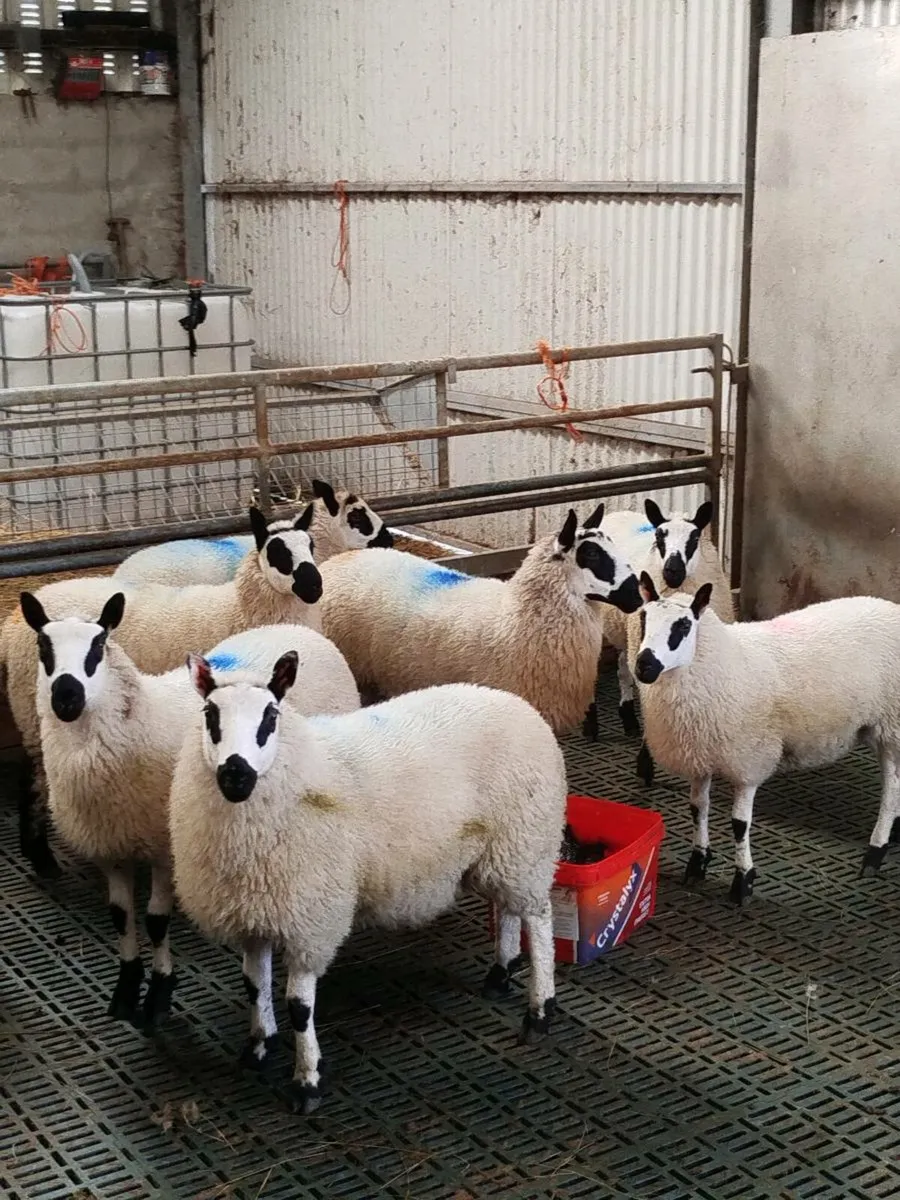 Kerry Hill ewe lambs - Image 3