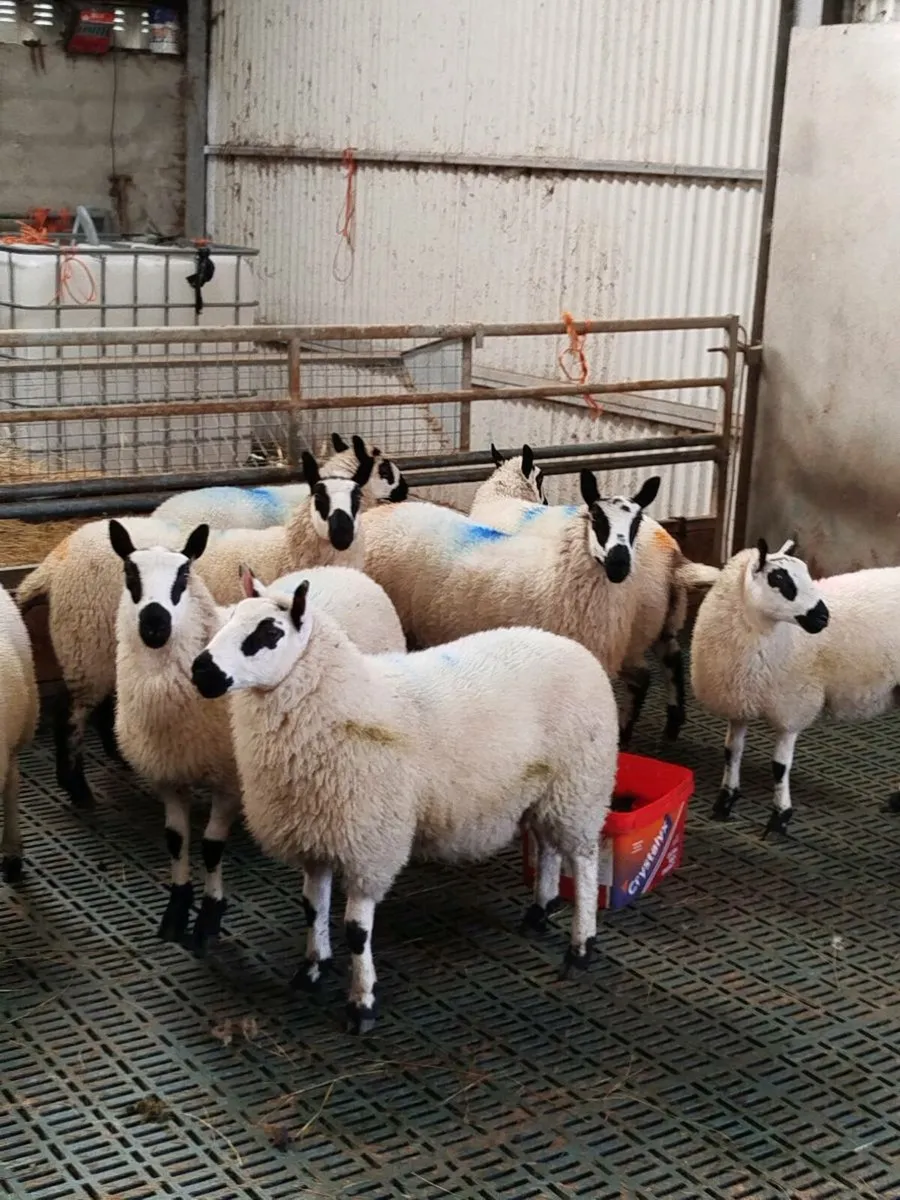 Kerry Hill ewe lambs - Image 4