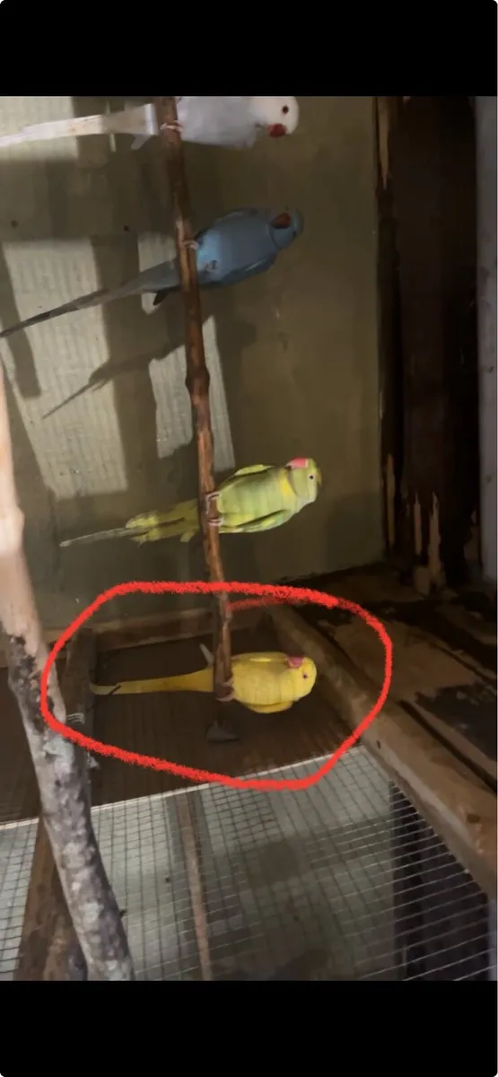 Rainbow Lorrikeets - Image 1