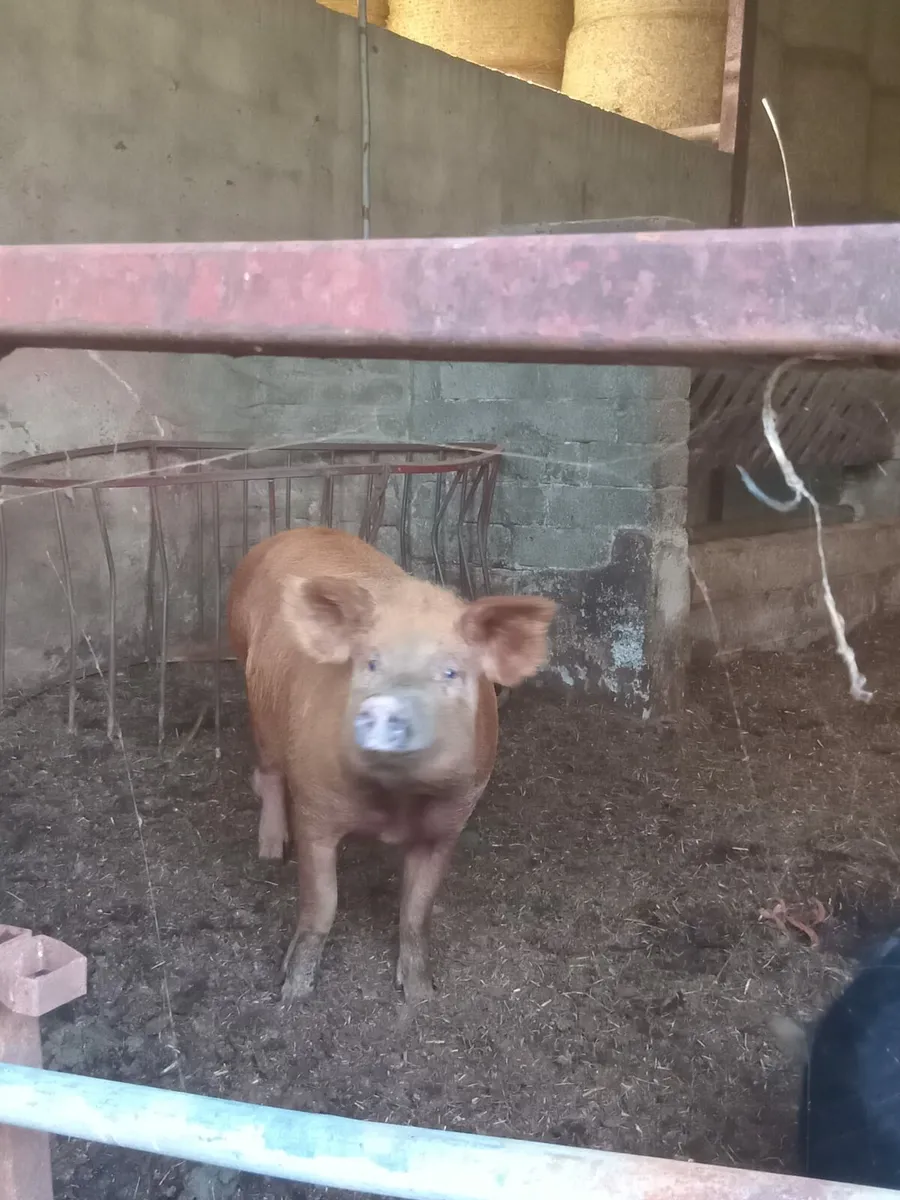 Sows and piglets - Image 1
