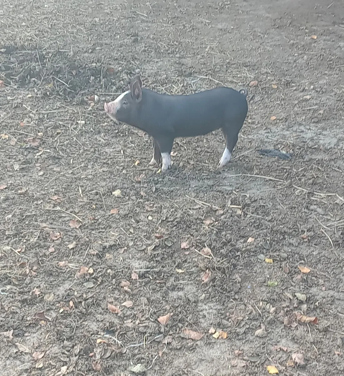Sows and piglets - Image 2
