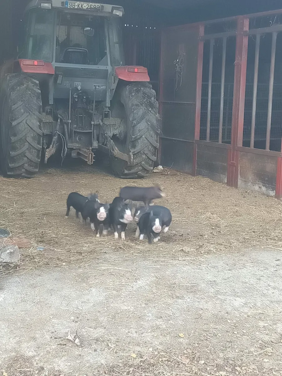 Sows and piglets - Image 3