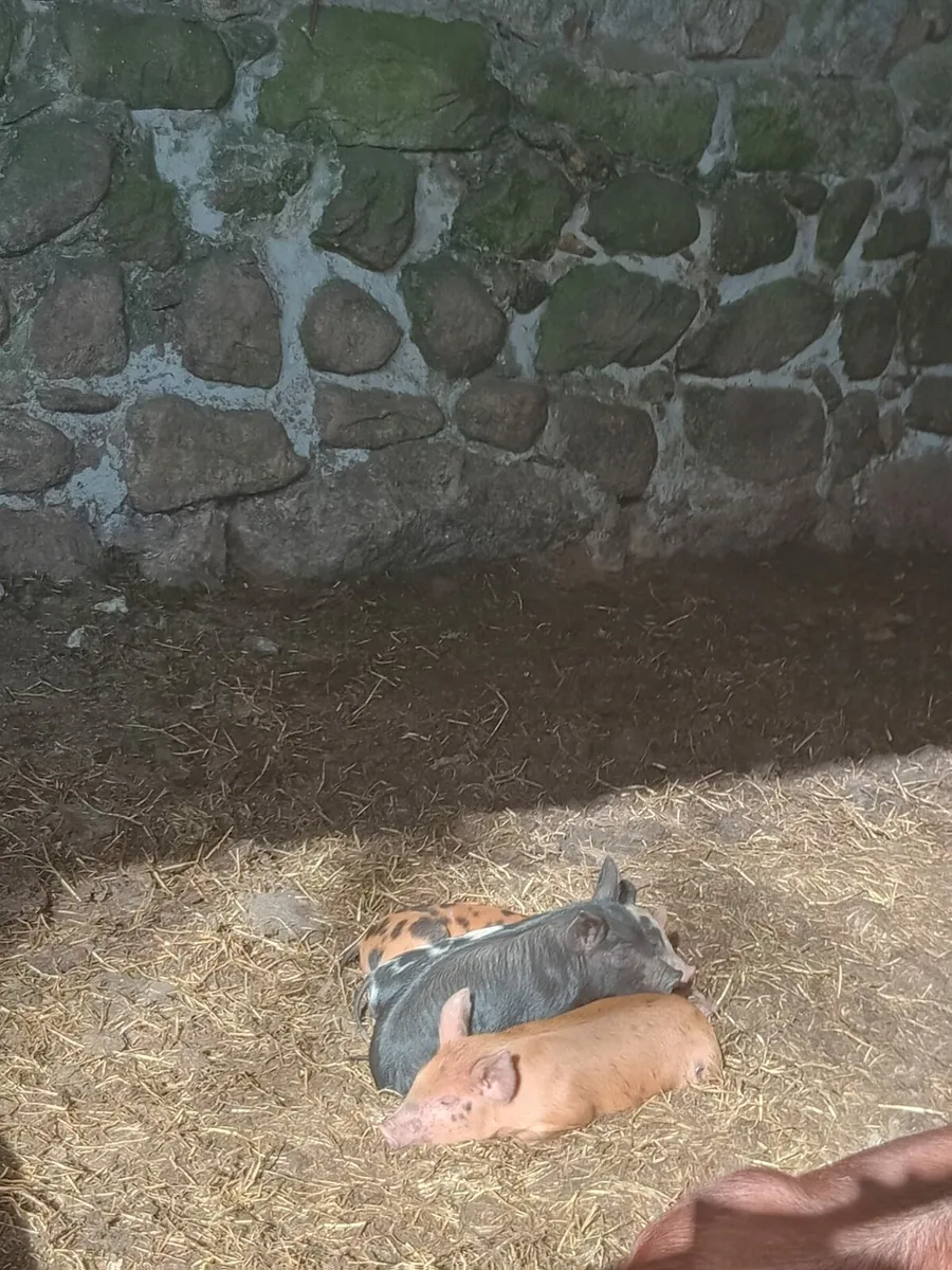 Sows and piglets - Image 4