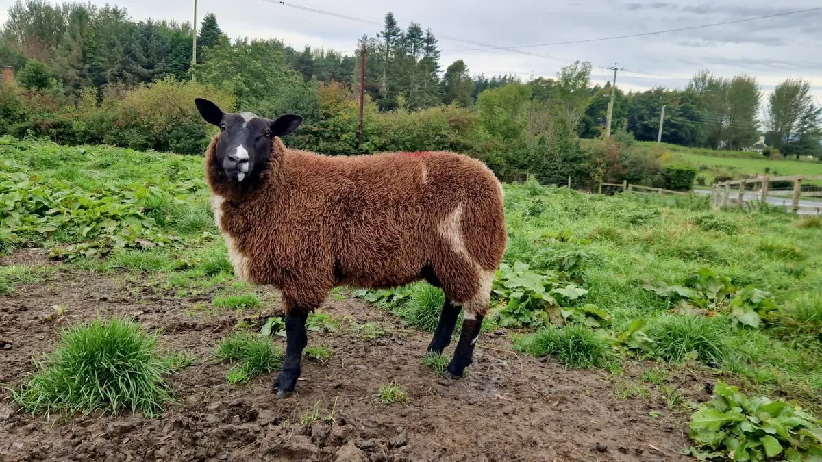 PBNR Dutch spotted ewe lamb - Image 1