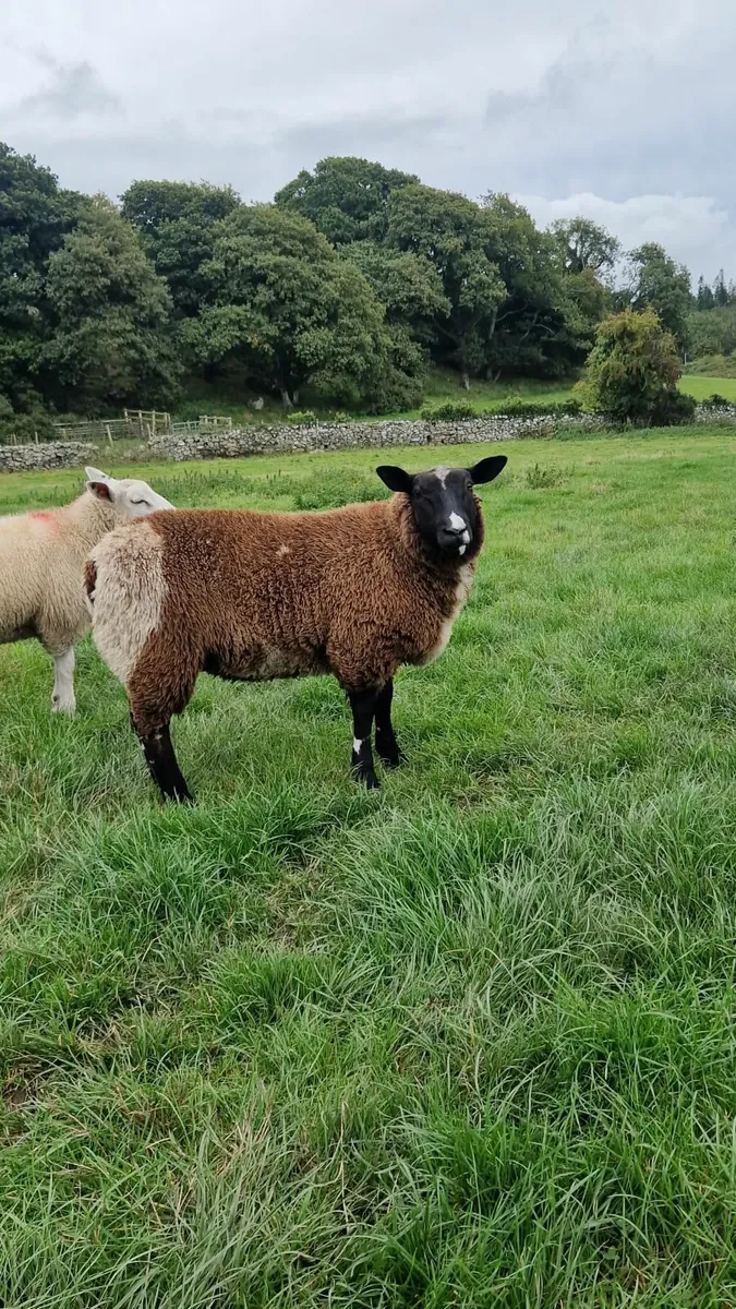 PBNR Dutch spotted ewe lamb - Image 2