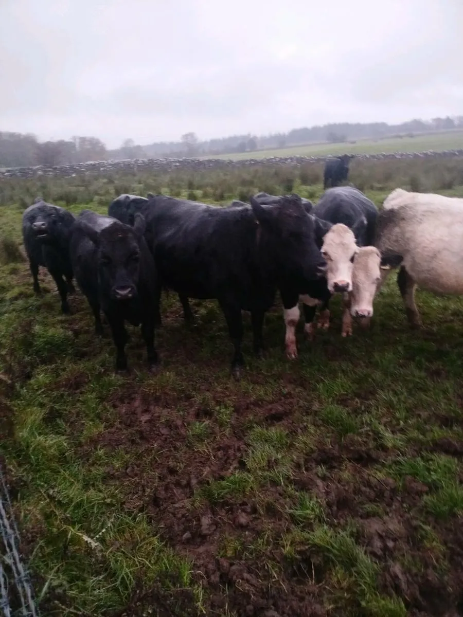 Bullocks - Image 2