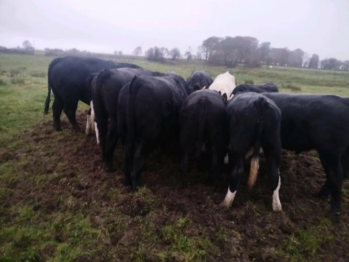 Bullocks - Image 3