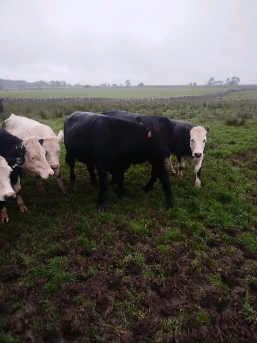 Bullocks - Image 4