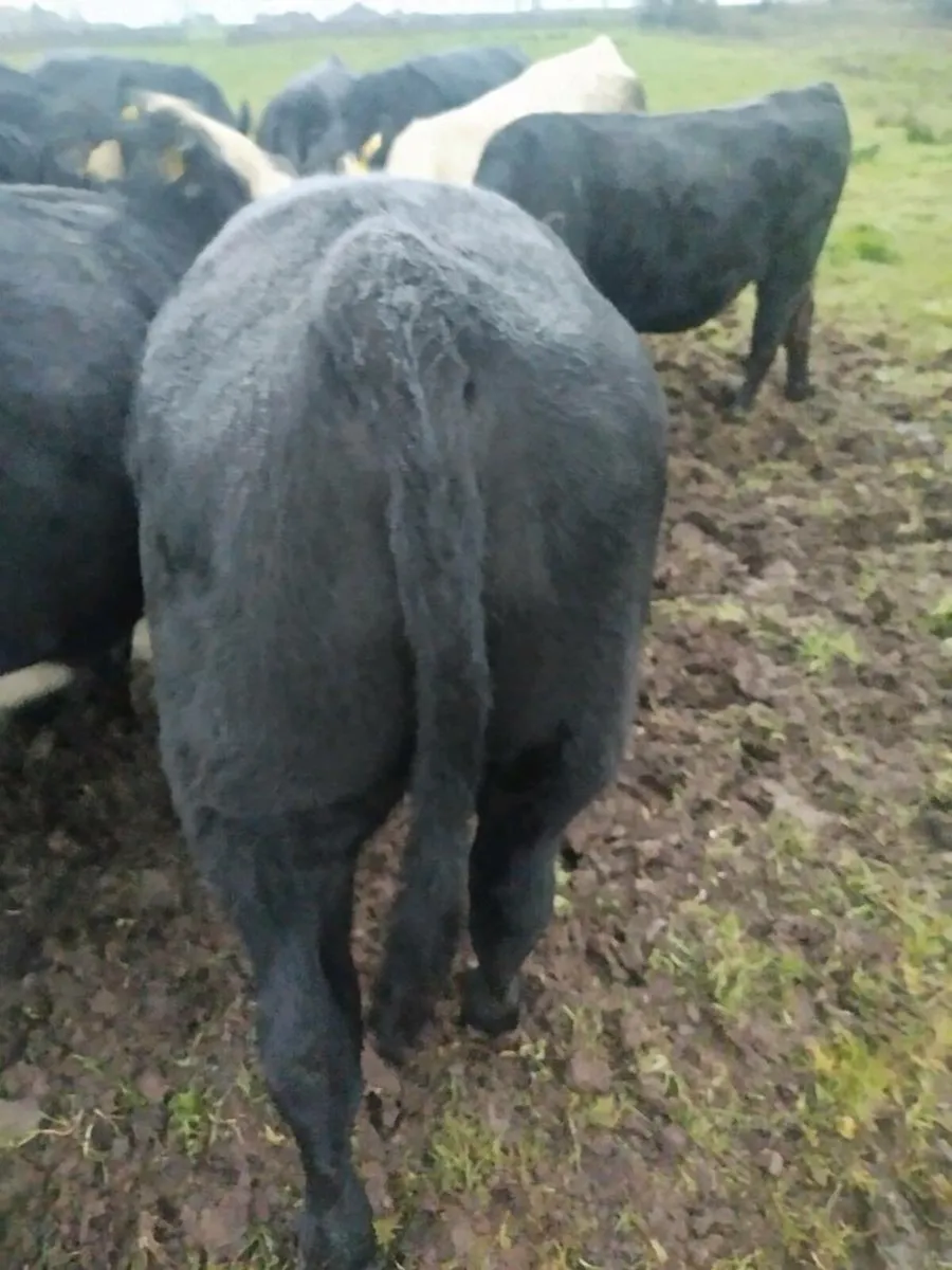 Bullocks - Image 1