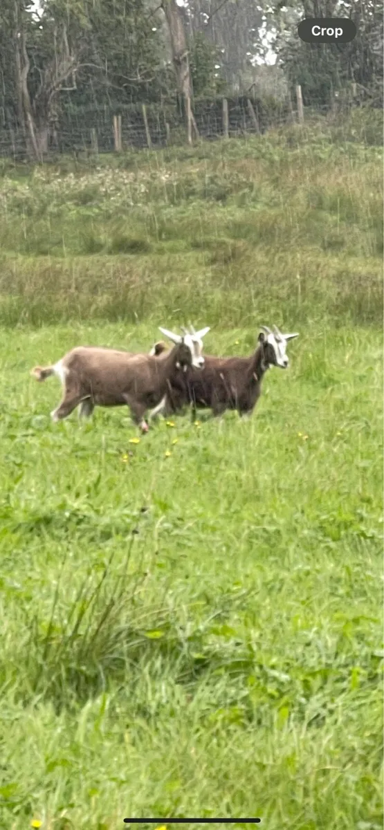 Goat - Image 1