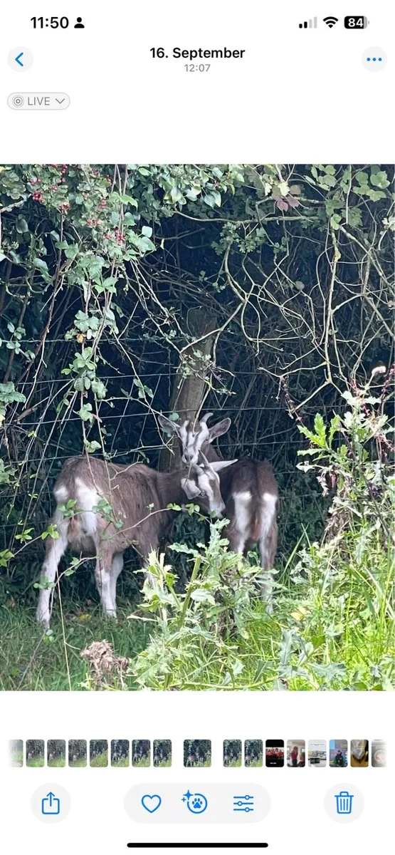 Goat - Image 2