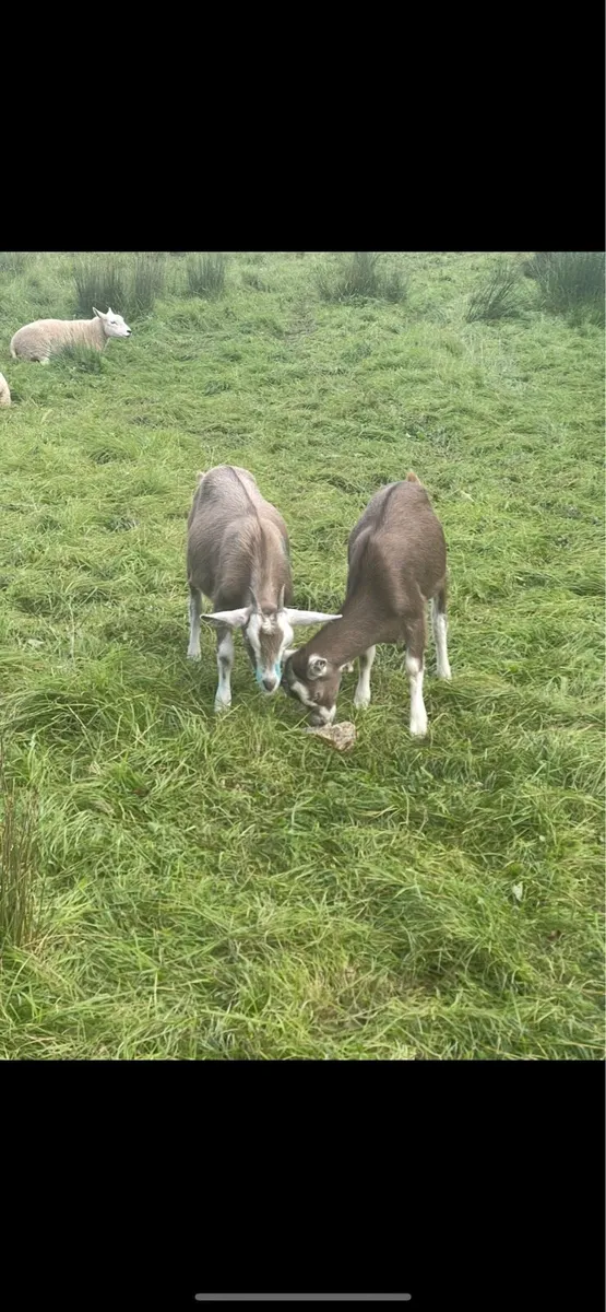 Goat - Image 3