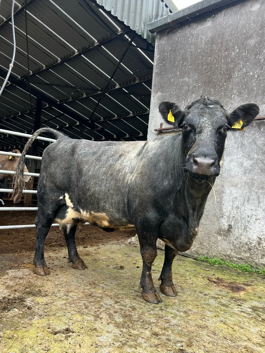 Shorthorn foster cow - Image 1