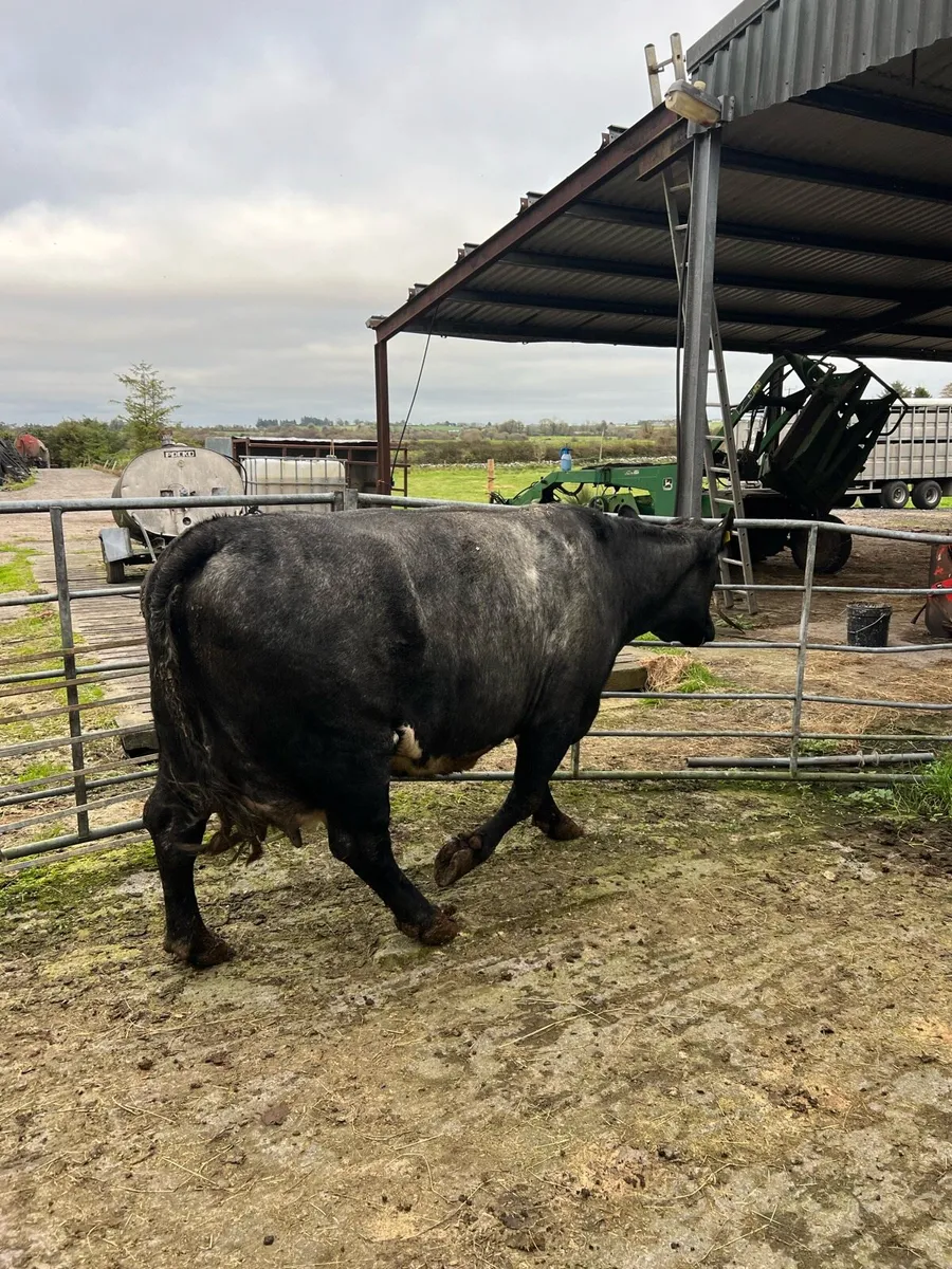 Shorthorn foster cow - Image 2