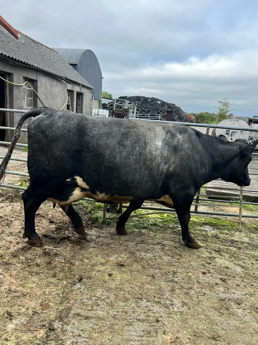 Shorthorn foster cow - Image 3