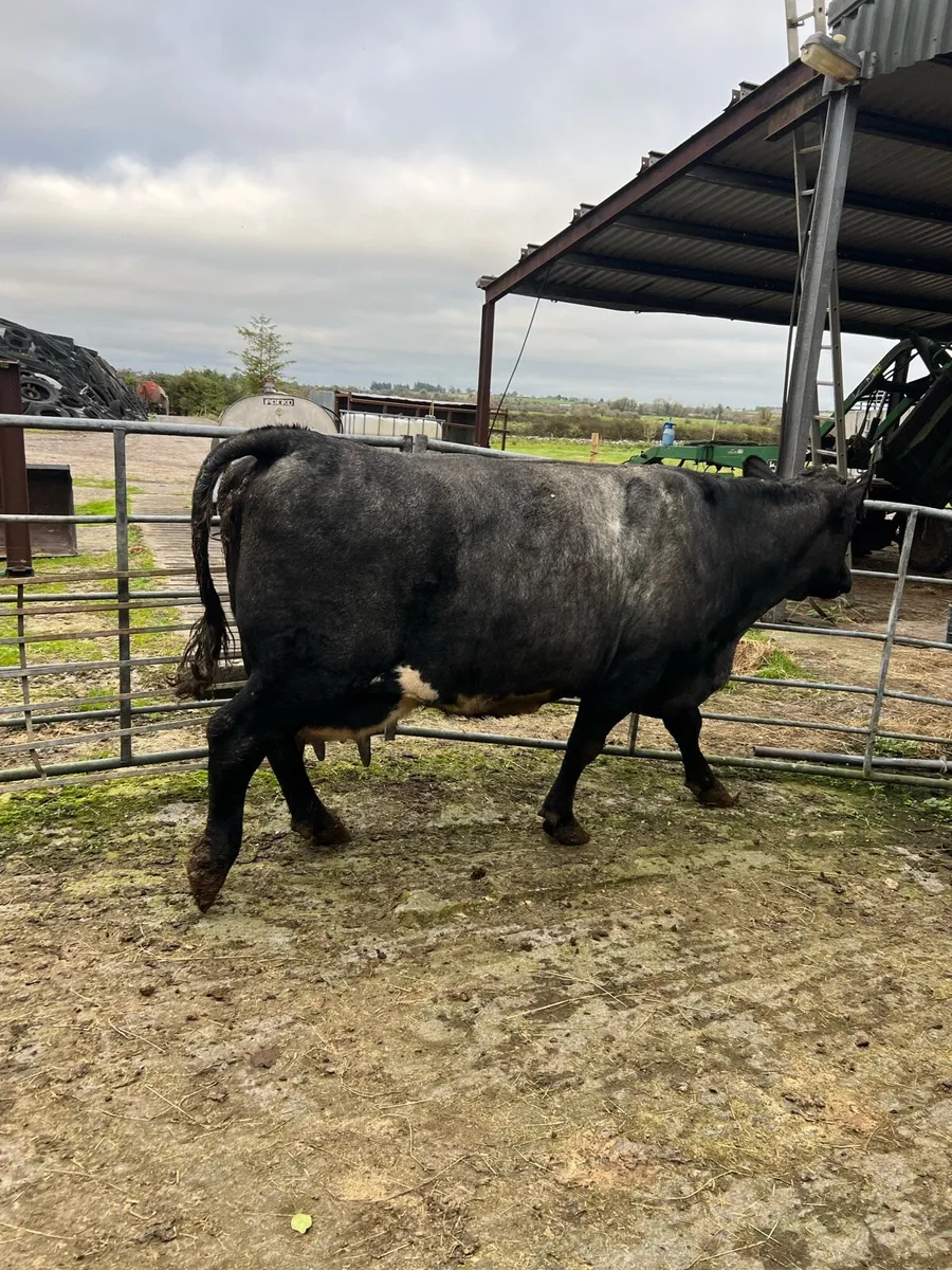 Shorthorn foster cow - Image 4