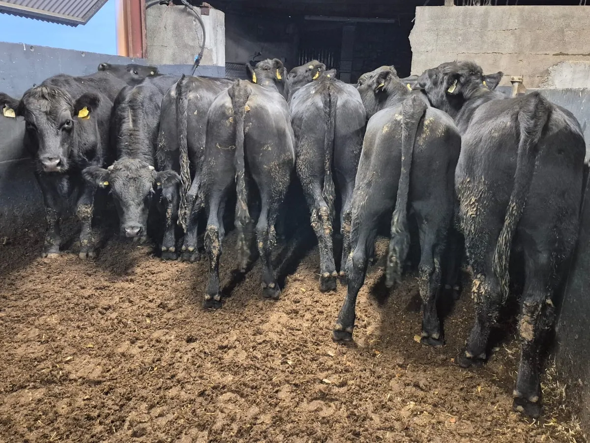 12 Angus Bullocks 480kgs - Image 2