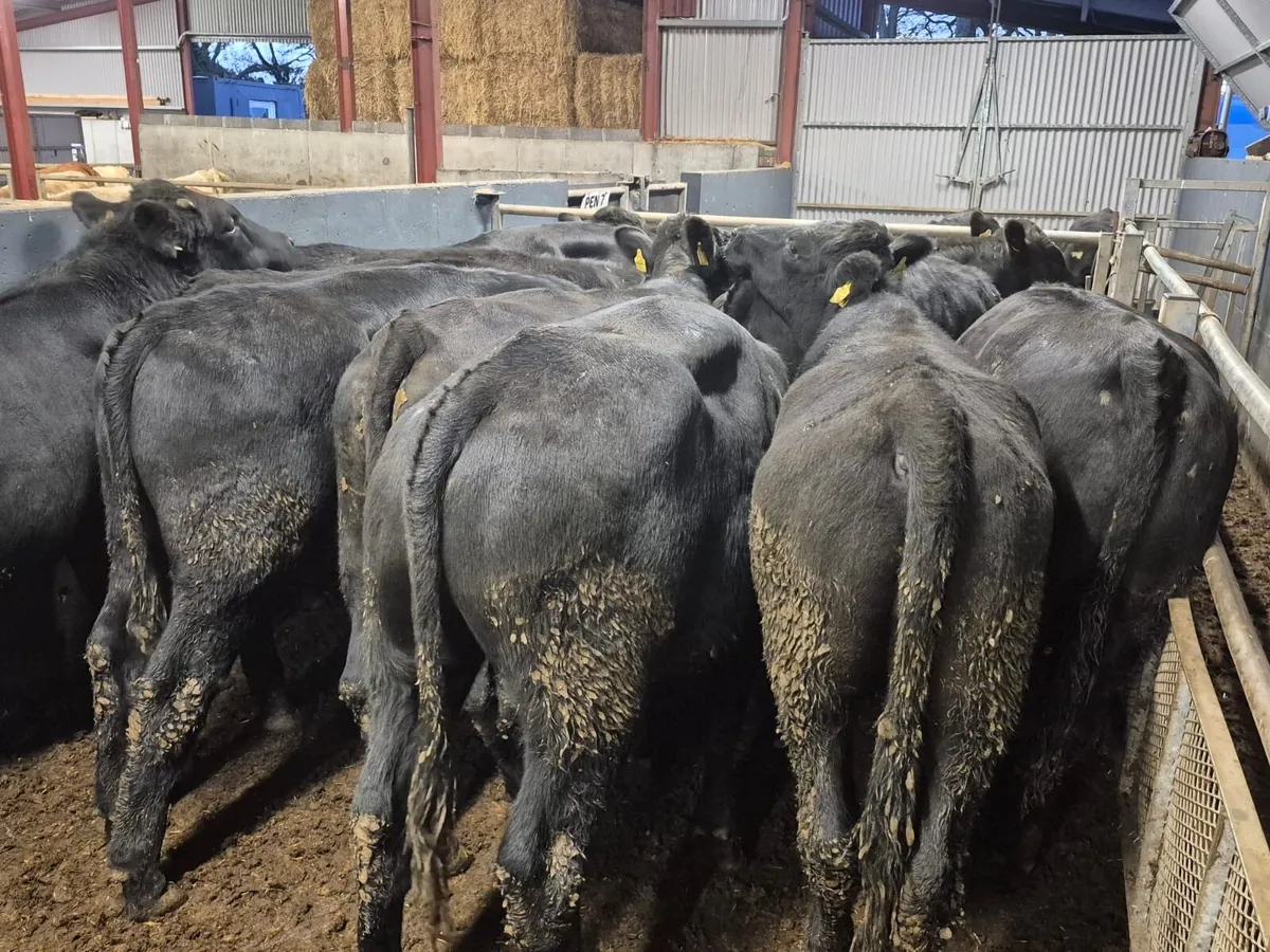 12 Angus Bullocks 480kgs - Image 3
