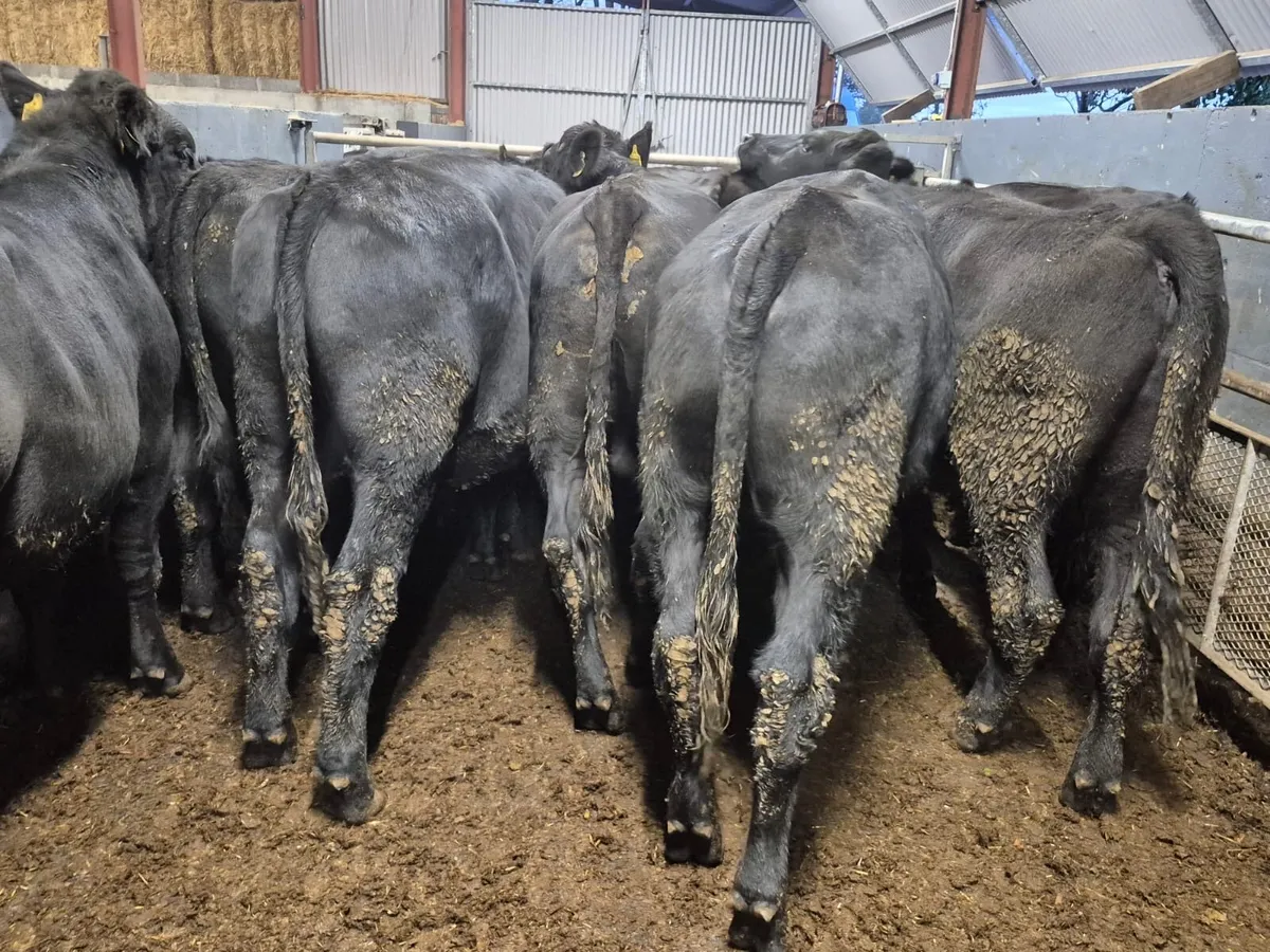 12 Angus Bullocks 480kgs - Image 4