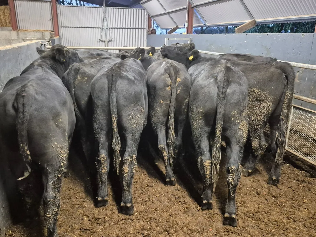 12 Angus Bullocks 480kgs - Image 1