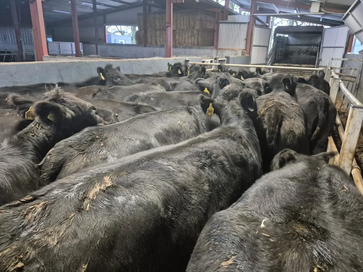 32 Angus Heifers 420kgs - Image 2