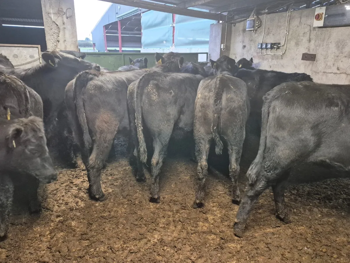 32 Angus Heifers 420kgs - Image 3