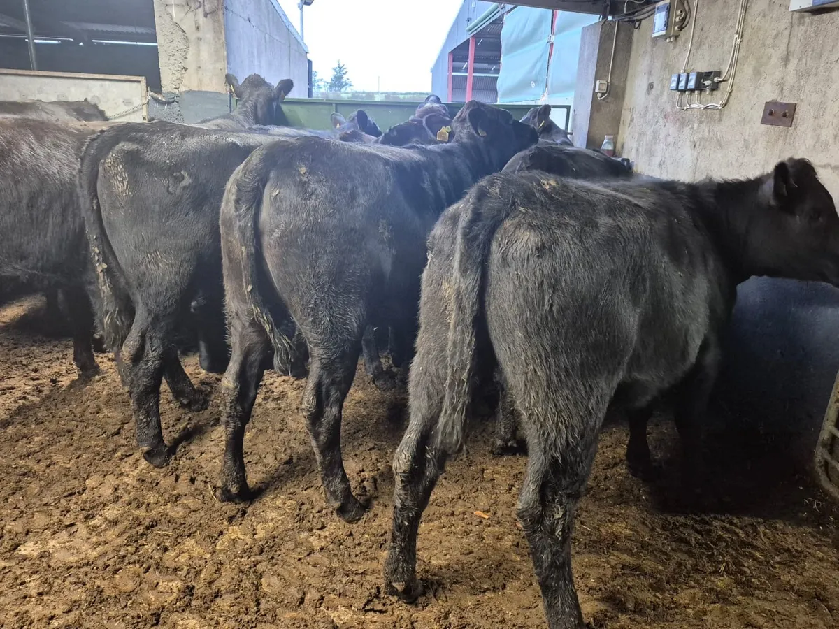 32 Angus Heifers 420kgs - Image 4