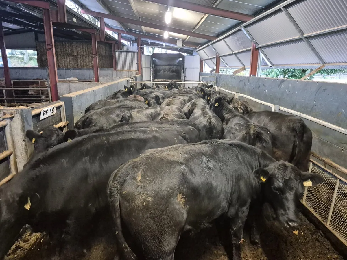 32 Angus Heifers 420kgs - Image 1